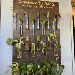 Plantae - Community root cuttings