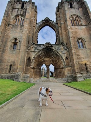 Elgin Cathedral by null
