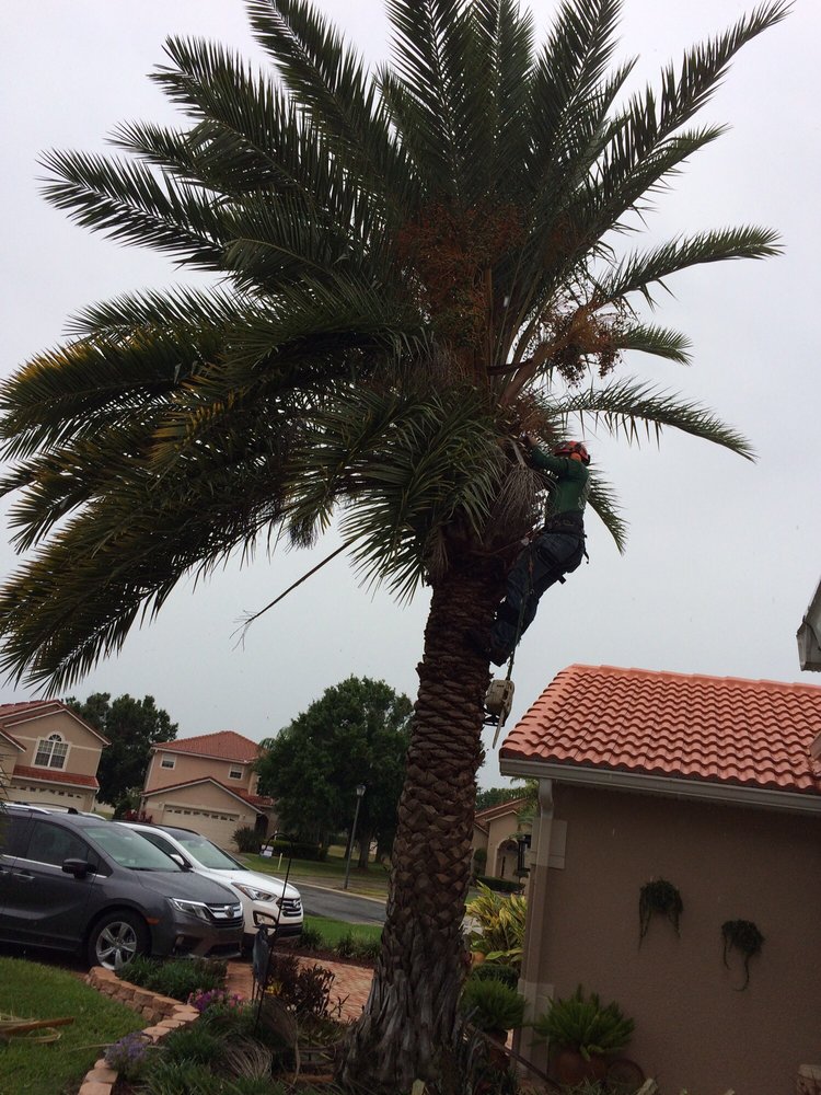 Lane's Tree Service - tree service in Orlando, FL