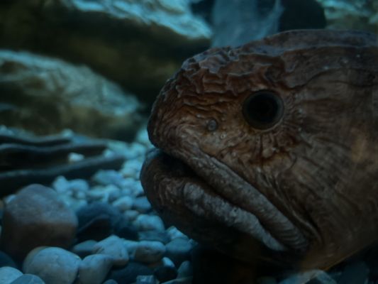 Shedd Aquarium by null