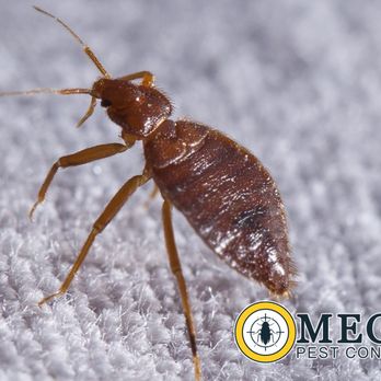 Omega Pest Control - Pest Control Near Me - Lawton, Oklahoma Omega Pest Control - Pest Control Near Me - Lawton, Oklahoma
