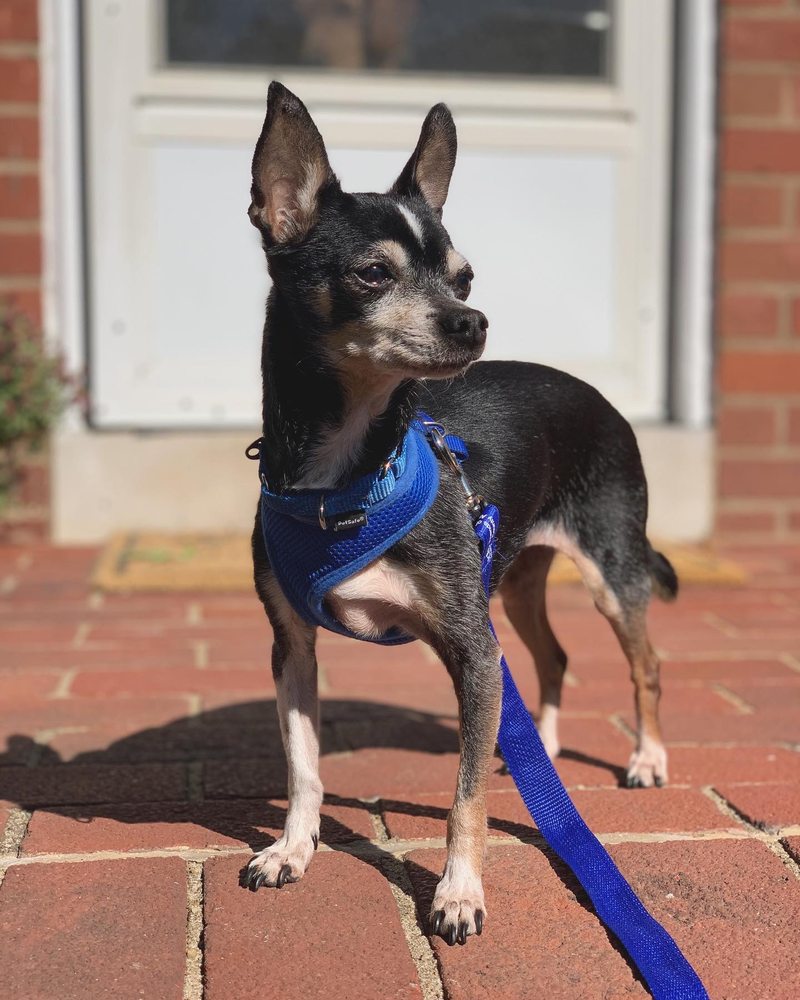 LUCKY PAWS PET SITTERS Updated June 2024 11 Photos Arlington