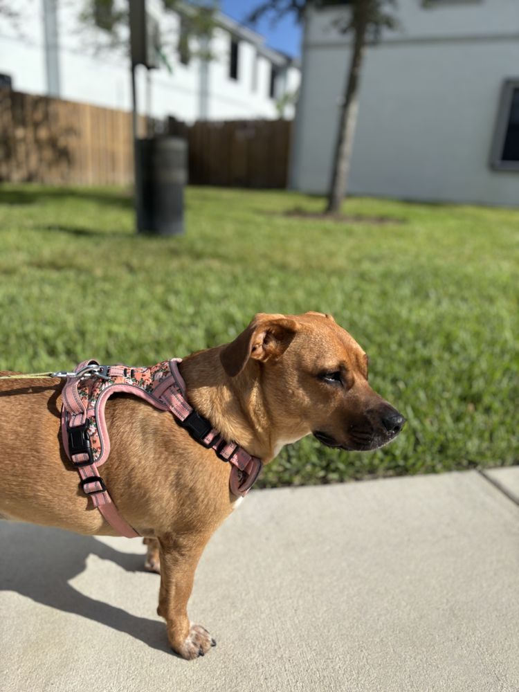Wag With Estef - pet boarding facility in Hollywood, FL