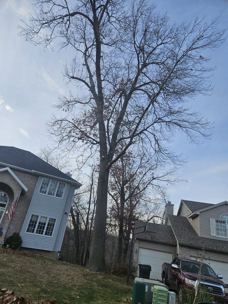 John's Elite Tree Service - tree service in Cedar Rapids, IA