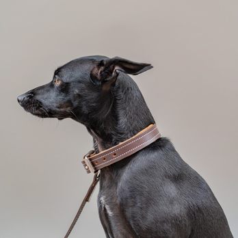 Petnah - Lux Leather Leash and Collar - Pet Stores Near Me - San Diego, California Petnah - Lux Leather Leash and Collar - Pet Stores Near Me - San Diego, California