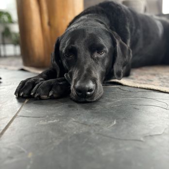 MN Pets - Veterinarians Near Me MN Pets - Veterinarians Near Me