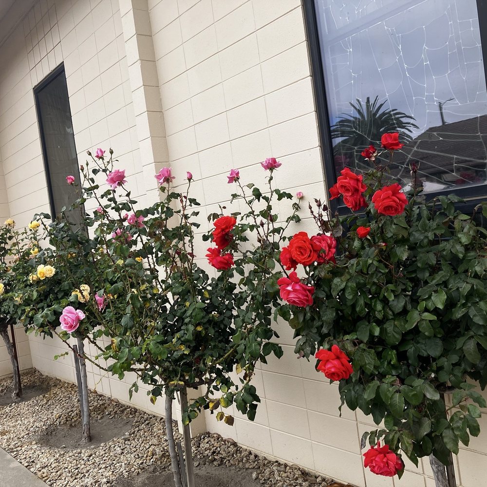 St Joseph's Church - Lovely rose bushes near the outdoor courtyard - Churches Near Me St Joseph's Church - Lovely rose bushes near the outdoor courtyard - Churches Near Me