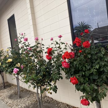 St Joseph's Church - Lovely rose bushes near the outdoor courtyard - Churches Near Me St Joseph's Church - Lovely rose bushes near the outdoor courtyard - Churches Near Me