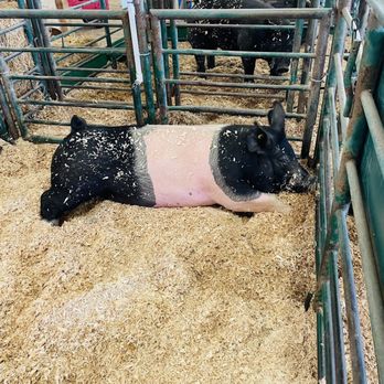 Alameda County Fair - Cool multi-colored pig! - Festivals Near Me - Pleasanton, California