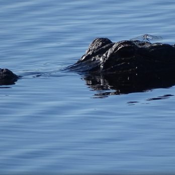 Corey Billie's Airboat Rides - Boat Tours Near Me - Collier, Florida Corey Billie's Airboat Rides - Boat Tours Near Me - Collier, Florida