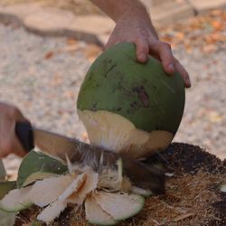 Maui Coconut Company