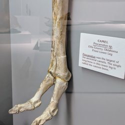 Panhandle-Plains Historical Museum Store - Camel toe!