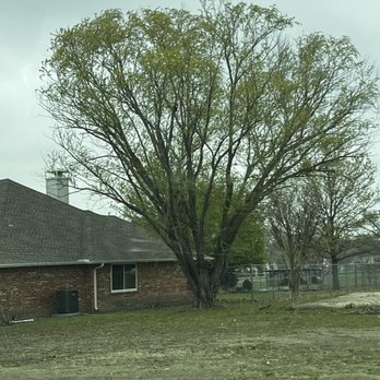Hernandez Tree Experts - Before - Tree Services Near Me