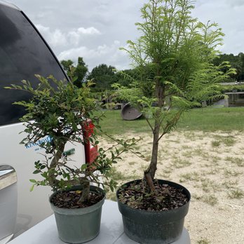 Wigert's Bonsai - Nurseries & Gardening Near Me - North Fort Myers, Florida Wigert's Bonsai - Nurseries & Gardening Near Me - North Fort Myers, Florida