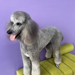 The Pawffice Pet Spa & Daycare