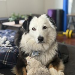 Los Altos Veterinary Clinic