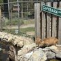 Photo of Long Island Game Farm