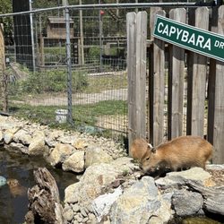 Long Island Game Farm