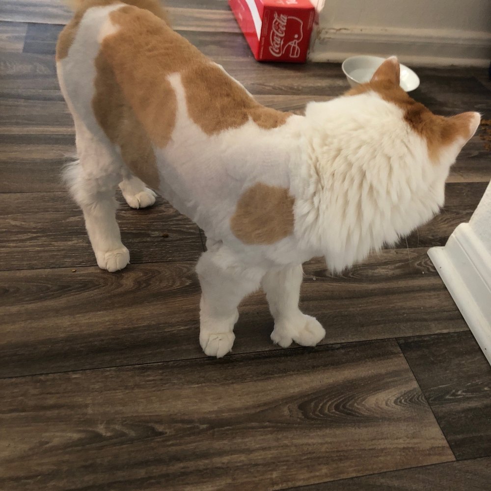PetSmart - Whole body, after the disaster. - Pet Stores Near Me - Gainesville, Virginia