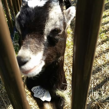 Baily’s Dairy - Baby goat - Specialty Food Near Me - West Chester, Pennsylvania Baily’s Dairy - Baby goat - Specialty Food Near Me - West Chester, Pennsylvania