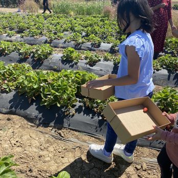 Chao’s Strawberries - Fruits & Veggies Near Me - Brentwood, California Chao’s Strawberries - Fruits & Veggies Near Me - Brentwood, California