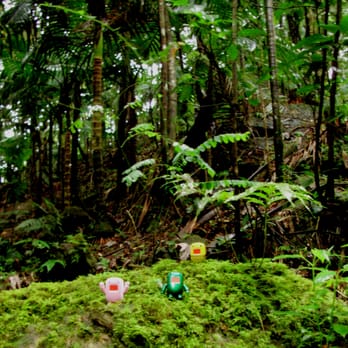 El Yunque Rainforest - Domos in the rain forest - Hiking Near Me - Luquillo, Puerto Rico El Yunque Rainforest - Domos in the rain forest - Hiking Near Me - Luquillo, Puerto Rico