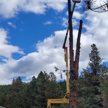 Cost Cutters Tree And Landscaping - a man cutting a tree - Tree Services Near Me Cost Cutters Tree And Landscaping - a man cutting a tree - Tree Services Near Me