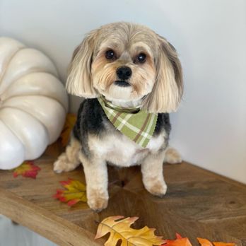 ModernAve Pet Parlor - Pet Groomers Near Me - Spokane, Washington ModernAve Pet Parlor - Pet Groomers Near Me - Spokane, Washington