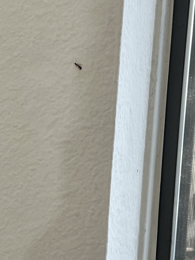 PESTICO PEST CONTROL Updated May 2024 1594 Whitaker Rd, Van Alstyne