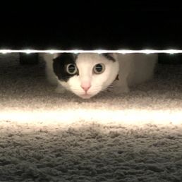 Burrito kitty sneaking under the bed.