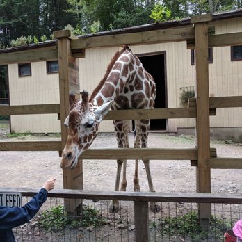 Claws 'N' Paws Animal Park - Feeding the we need a giraffe. - Zoos Near Me - Hamlin, Pennsylvania Claws 'N' Paws Animal Park - Feeding the we need a giraffe. - Zoos Near Me - Hamlin, Pennsylvania