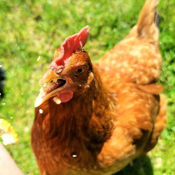 Wisteria Farm & Vineyard - a chicken in the grass - Wineries Near Me - Stanley, Virginia