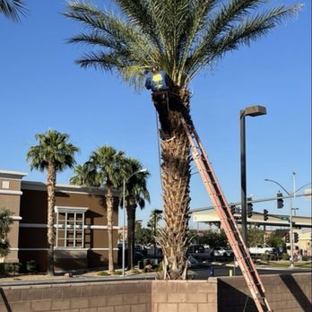 Walt's Tree Service - Tree Services Near Me Walt's Tree Service - Tree Services Near Me