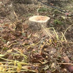 Roman's Stump Grinding