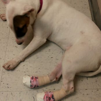 All About Pets - Dallas with new bandages .. cute pink camo! - Veterinarians Near Me - Citrus Heights, California All About Pets - Dallas with new bandages .. cute pink camo! - Veterinarians Near Me - Citrus Heights, California