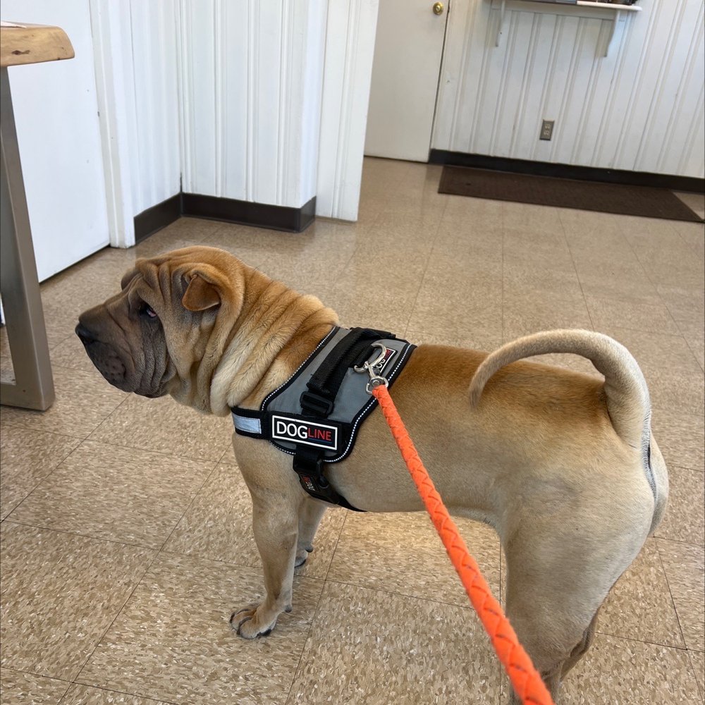 MASSAPEQUA PK DOG & CAT HOSP Updated October 2024 19 Photos & 12