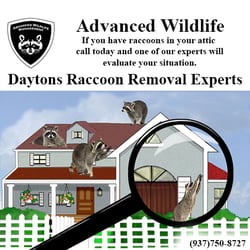 Advanced Wildlife Management - Raccoon removal, raccoon control, raccoon in attic, raccoon in chimney, get rid of raccoons.