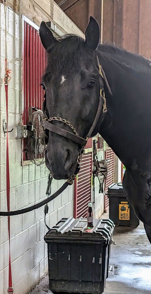 Brass Stables - equestrian in Wilmore, KY