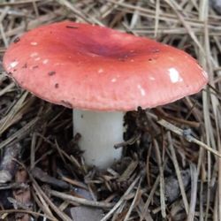 Sand Ridge State Forest