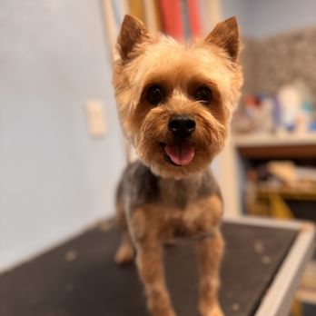 A.Ford Pet Styles - Pet Groomers Near Me - Cooleemee, North Carolina A.Ford Pet Styles - Pet Groomers Near Me - Cooleemee, North Carolina