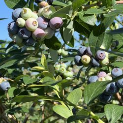 Miller Blueberry Plantation and Nursery - The bushes were full of berries with plenty of sweet ripe one
