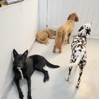 Ruff Club - Andy with some buddies at Ruff Club - Pet Boarding Near Me - New York, New York Ruff Club - Andy with some buddies at Ruff Club - Pet Boarding Near Me - New York, New York
