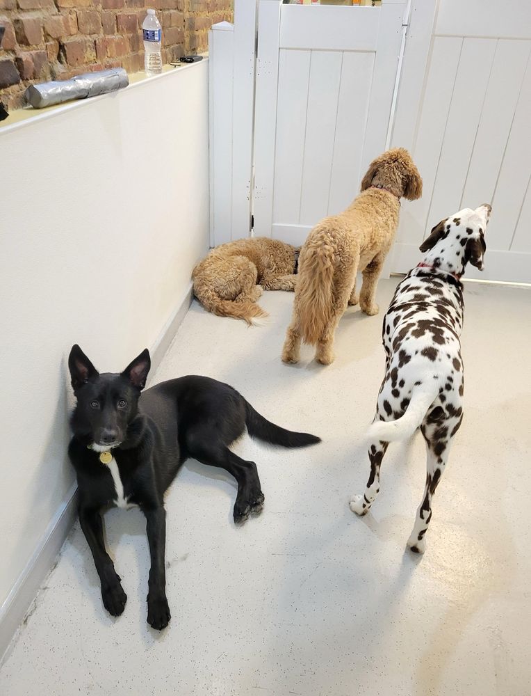Ruff Club - pet boarding facility in New York, NY