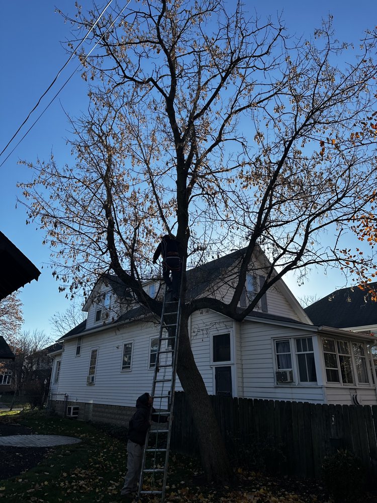 El Tecomate Landscaping - tree service in Chicago, IL