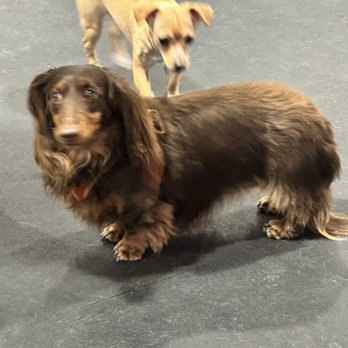 My Lil Pawdise - Pet Training Near Me - North Tonawanda, New York My Lil Pawdise - Pet Training Near Me - North Tonawanda, New York