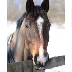 Circle G Ranch NY - Beautiful horse