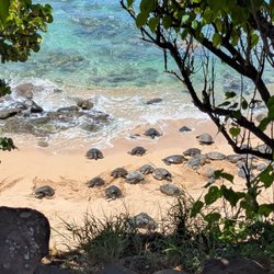 Aloha Sunshine Tours - Turtles!