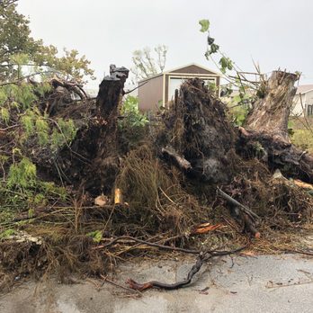 Stump Depot Tree Service - Tree Services Near Me - Panama City, Florida