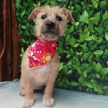 Live Love Pet - Pet Groomers Near Me - Honolulu, Hawaii Live Love Pet - Pet Groomers Near Me - Honolulu, Hawaii