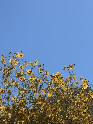 Boone Hall Plantation & Gardens by null